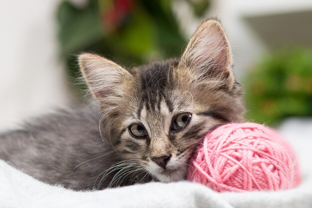 Um gatinho cinza fofo listrado sentado ao lado da bola de lã rosa.