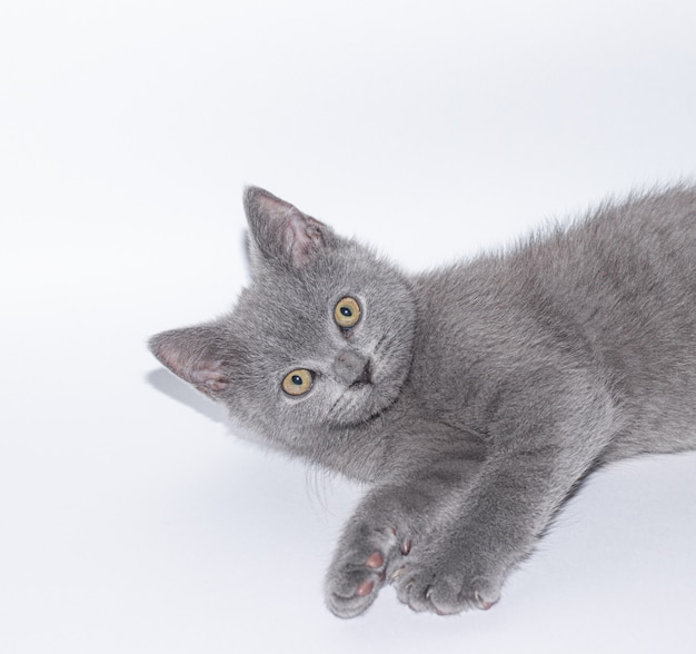 Um gatinho cinzento encontra-se no branco