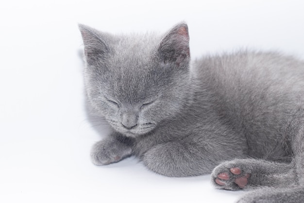 Um gatinho cinzento encontra-se no branco