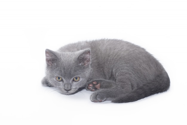 Um gatinho cinzento encontra-se no branco