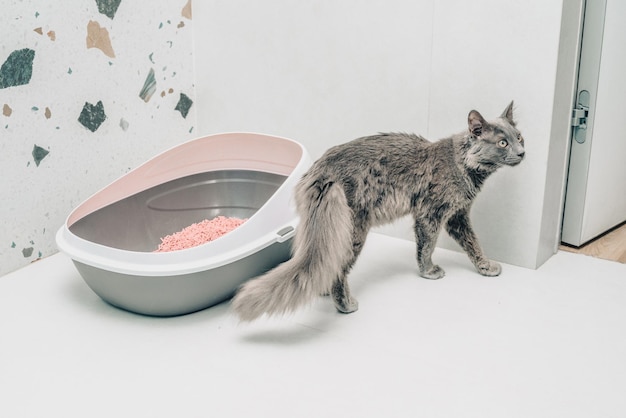 Um gatinho cinzento numa caixa de areia para gatos