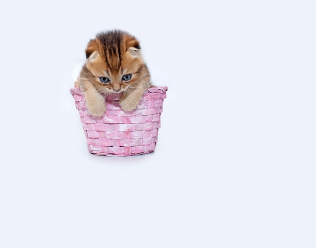 Um gatinho de chinchila dourado de orelhas caídas em uma cesta de presentes.