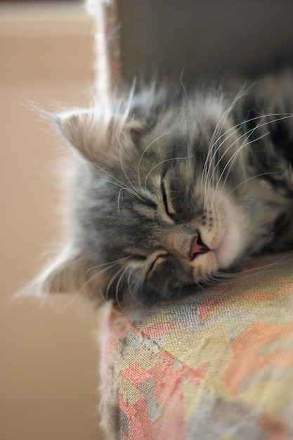 Foto um gatinho de gato siberiano descansando