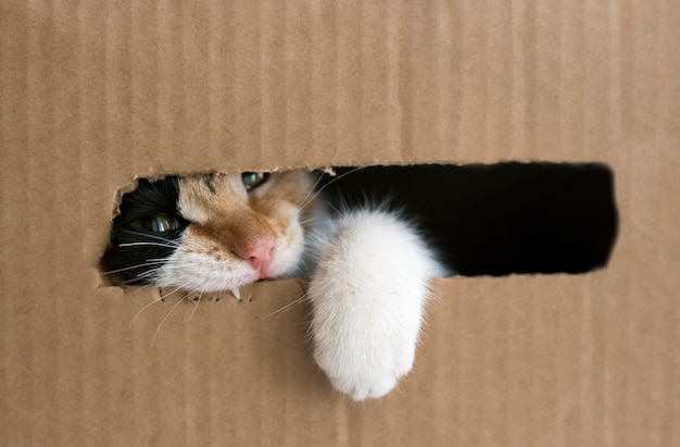 Um gatinho de três cores roe uma caixa de papelão. kitty colocou a pata fora da caixa. isolado