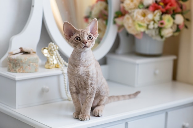 Um gatinho Devon Rex senta-se em uma penteadeira em uma sala