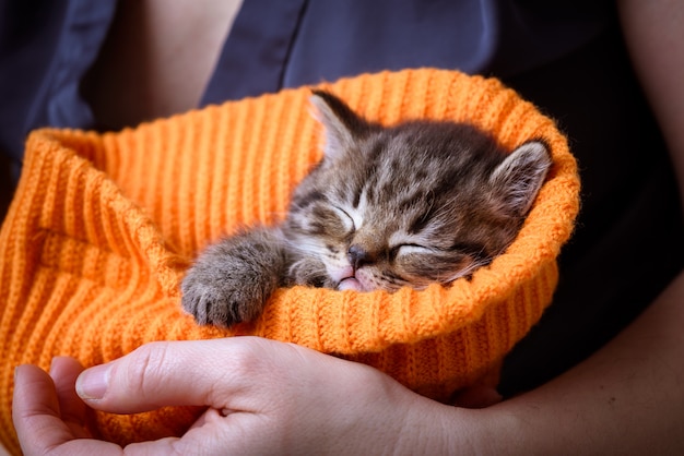 Um gatinho dormindo nas mãos