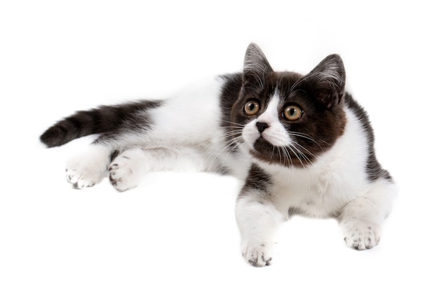 Um gatinho engraçado manchado em preto e branco com um nariz preto encontra-se em um close-up de fundo branco.