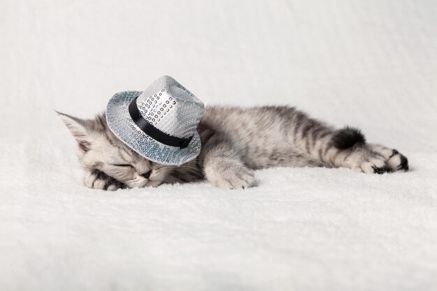 Um gatinho escocês fofo dorme em uma manta branca em um chapéu com lantejoulas prateadas