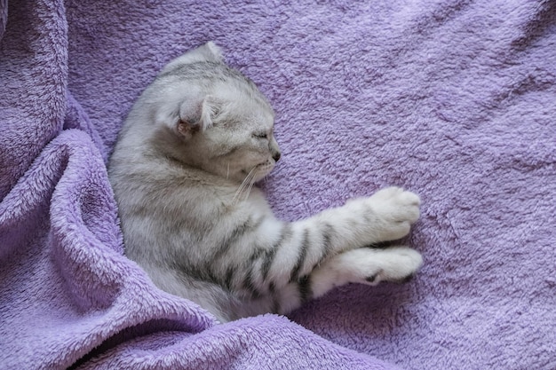 Um gatinho escocês fofo dorme sob um cobertor roxo Estilo de vida aconchegante em casa