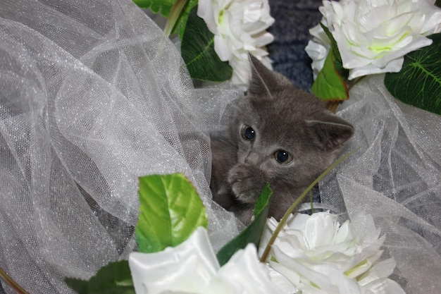 um gatinho está sentado em um bando de flores