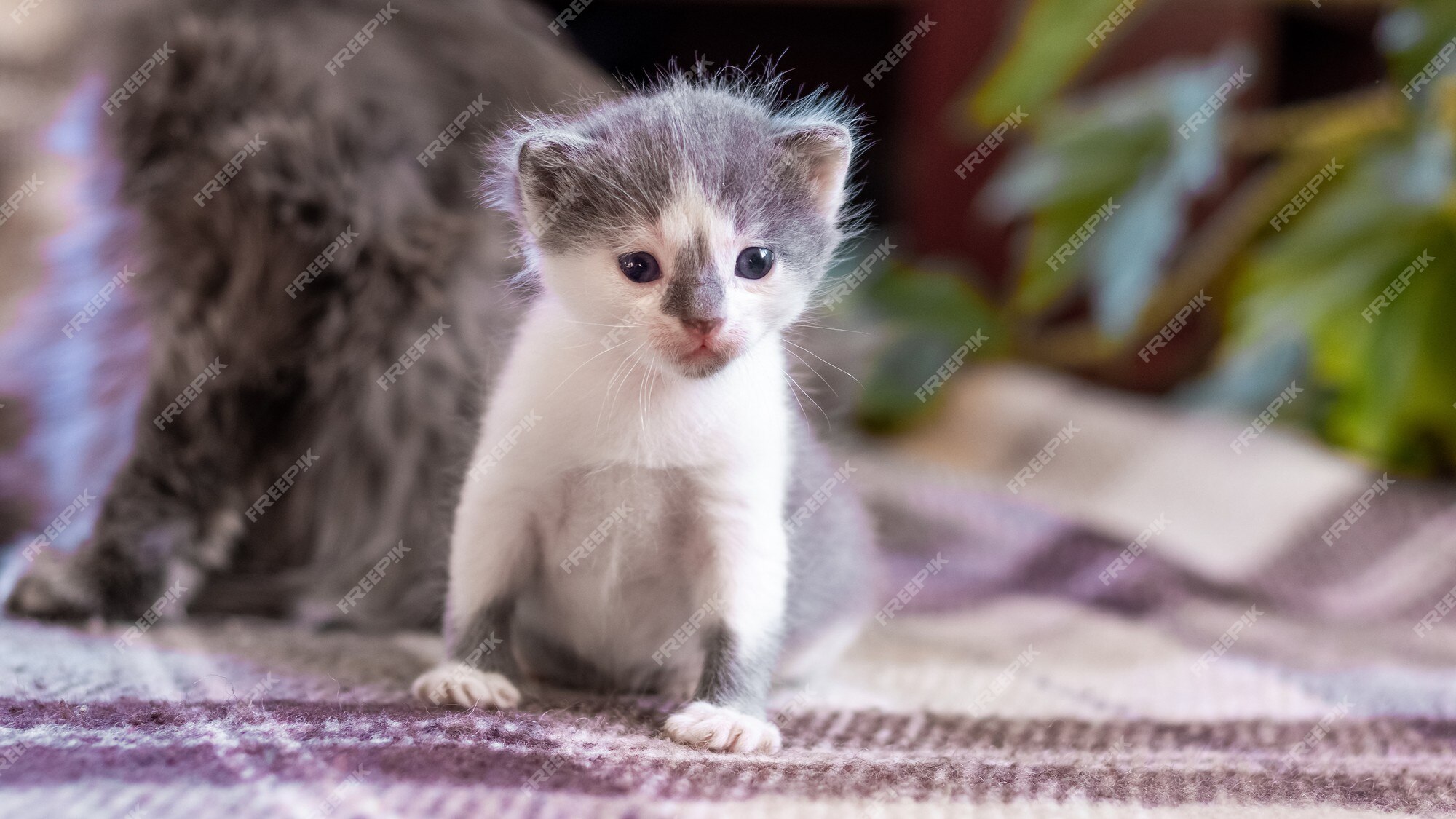 Gatinho sentado como pessoa é o último hit fofo do