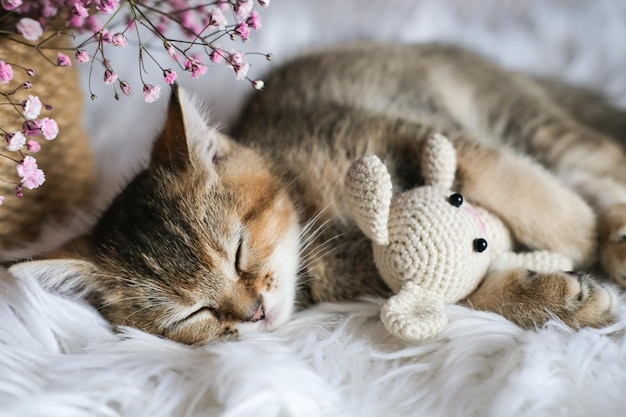 Um gatinho fofo dorme em um cobertor fofo abraçando um coelho de brinquedo de malha