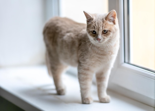 Um gatinho fofo está parado no parapeito da janela.