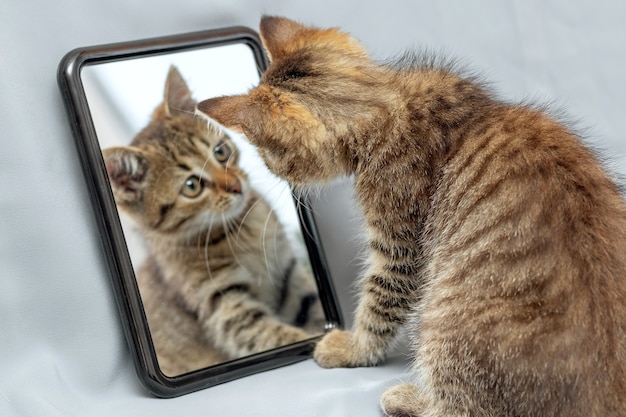 Um gatinho fofo examina seu reflexo no espelho