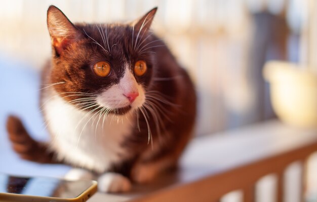 Um gatinho fofo fofo e marrom sentado em uma cerca de madeira no inverno