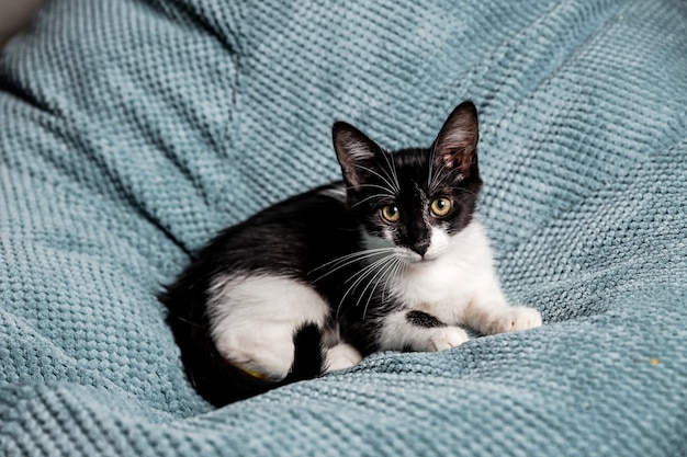 Um gatinho fofo preto e branco com olhos amarelos no sofá