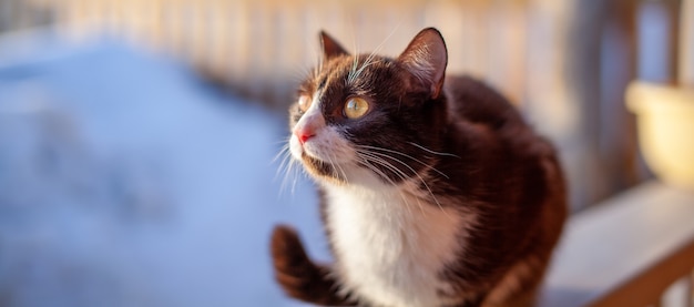 Um gatinho fofo se senta em uma cerca de madeira do lado de fora no inverno. Um gato marrom e fofo se aquece ao sol no inverno.