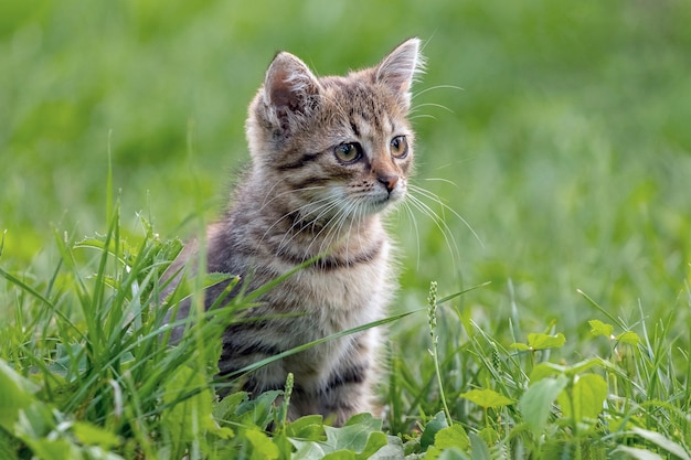 Um gatinho fofo sentado no jardim na grama e olhando atentamente para longe