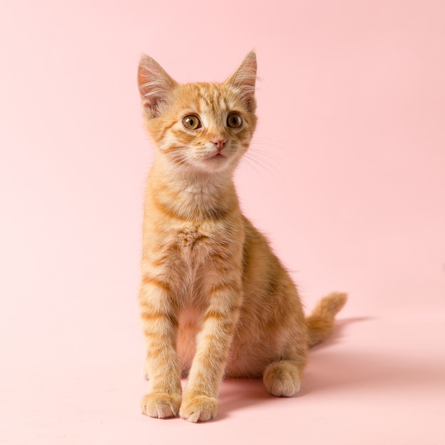 Um gatinho fofo vermelho sobre um fundo rosa. Animal de estimação lúdico e engraçado, em branco para publicidade, cartaz, venda, clínica veterinária. Copie o espaço.