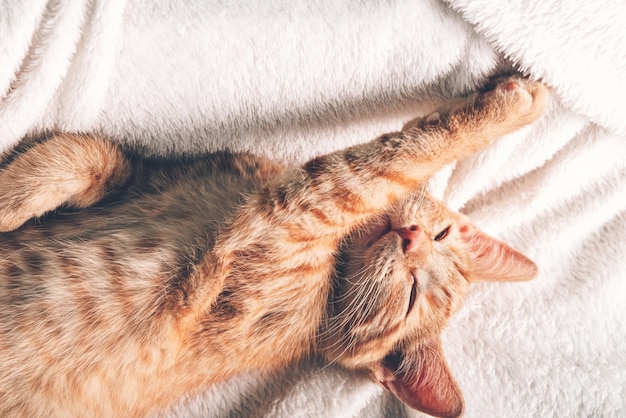 Um gatinho lindo de gengibre dorme de costas num cobertor branco e macio.