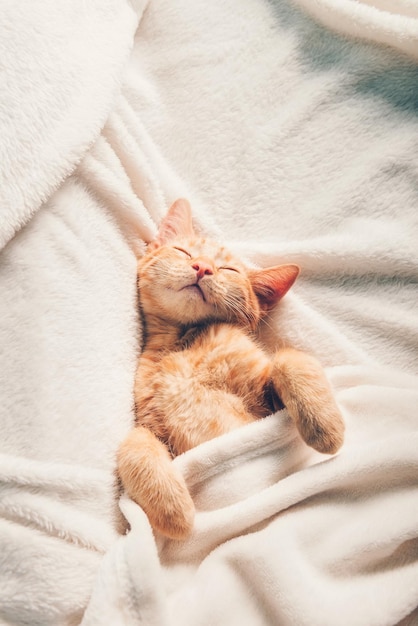 Um gatinho lindo de gengibre dorme de costas num cobertor branco e macio.