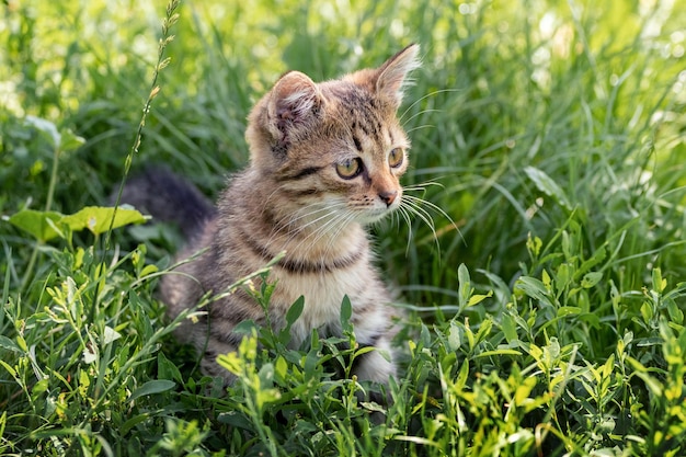 Um gatinho listrado bonito com uma aparência interessante está sentado no jardim na grama