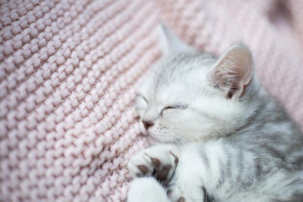 Um gatinho listrado cinza-branco da raça britânica dorme em uma manta rosa de malha pets lifestyle tenderness