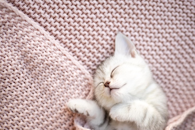 Um gatinho listrado cinza-branco da raça britânica dorme em uma manta rosa de malha Pets Lifestyle Tenderness