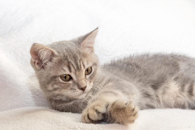 Um gatinho listrado cinza encontra-se em um cobertor branco O gatinho está descansando depois de jogar Retrato de um lindo gato malhado cinza Gatinhos fofos