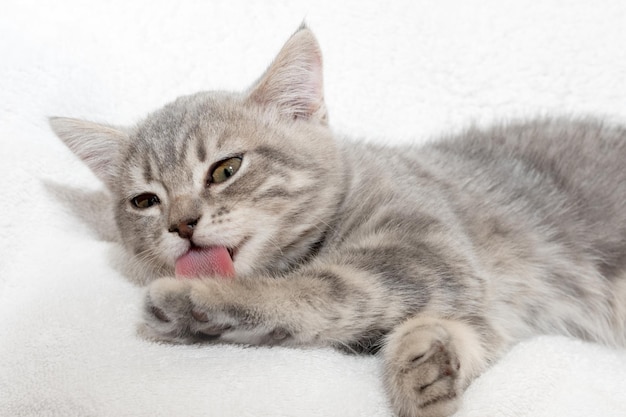 Um gatinho listrado cinza lambe a pata enquanto está deitado em um cobertor branco o gatinho se lava com a língua higiene do gato cuidados com animais de estimação