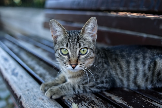 Um gatinho listrado pequeno em um banco. peru. istambul