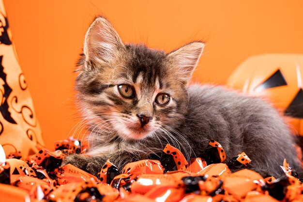Um gatinho mágico de férias senta-se em doces em um fundo laranja.