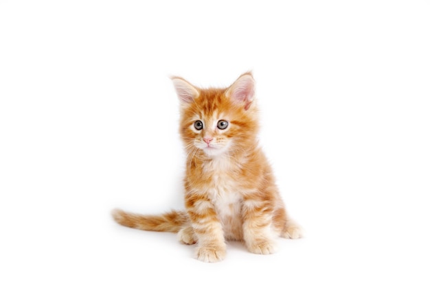 Um gatinho Maine Coon é isolado em um fundo branco