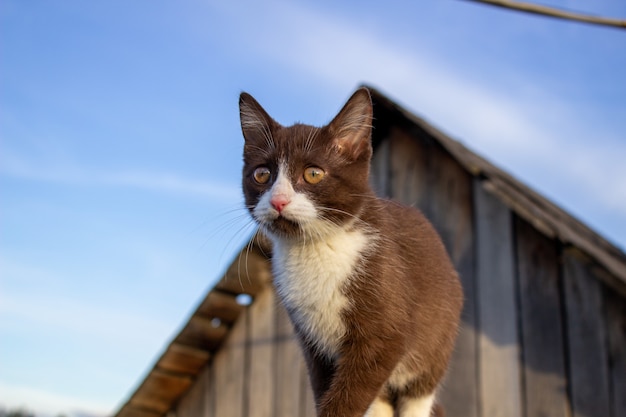 Um gatinho marrom caminha no telhado. uma gatinha chamada busia