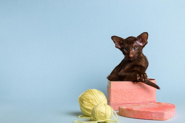 Um gatinho marrom da raça oriental senta-se em uma caixa de papelão rosa em forma de coração