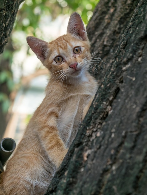 Um gatinho marrom dourado bonitinho escala no quintal ao ar livre foco seletivo em seu olho