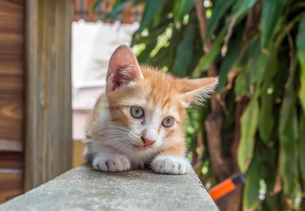 Um gatinho marrom dourado bonito senta-se no corredor do quintal ao ar livre sob luz natural