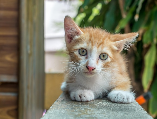 Um gatinho marrom dourado bonito senta-se no corredor do quintal ao ar livre sob luz natural