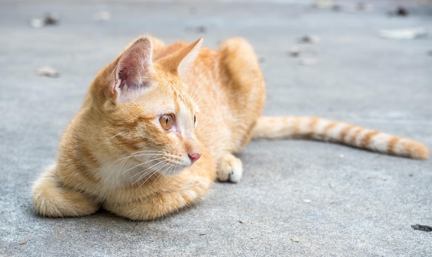 Um gatinho marrom dourado fofo sentado no chão de concreto ao ar livre foco seletivo em seu olho