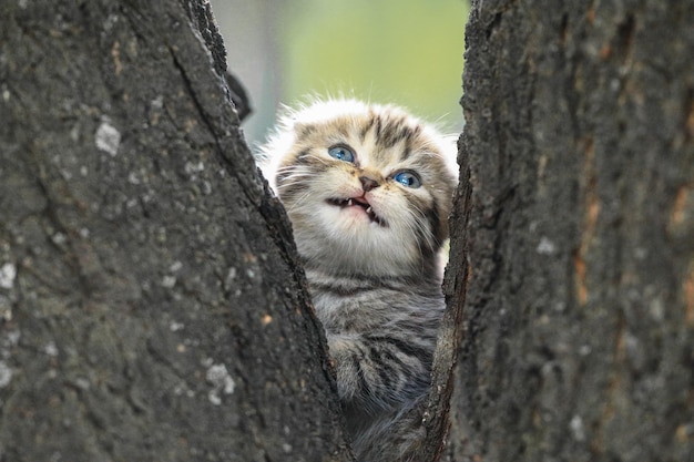 um gatinho peludo em uma árvore