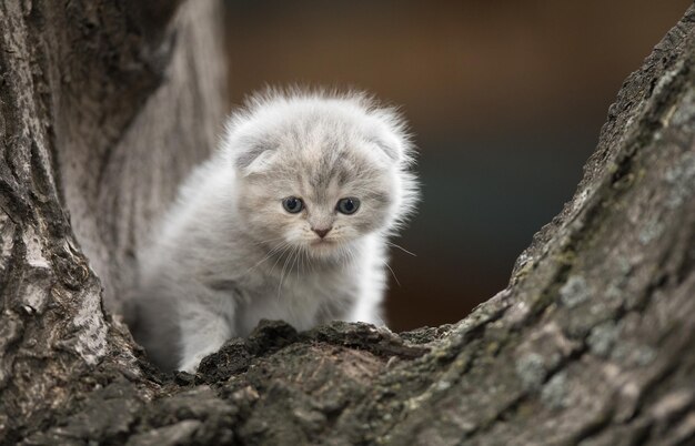 um gatinho peludo em uma árvore