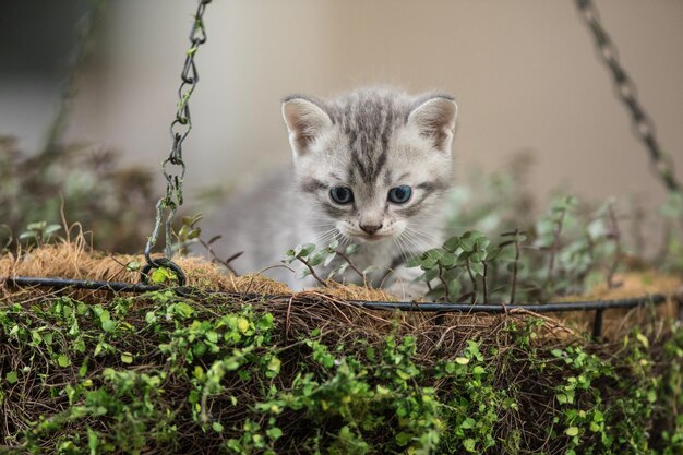 um gatinho peludo em uma árvore