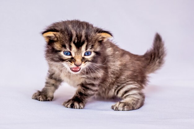 Um gatinho pequeno com olhos azuis em um fundo claro. um gatinho está brincando, está insatisfeito