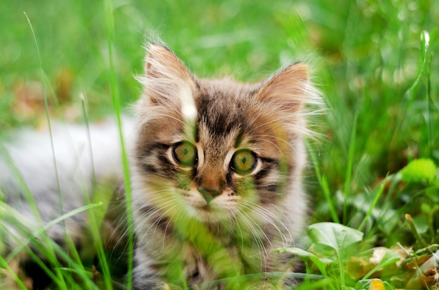 Um gatinho pequeno e fofo na grama