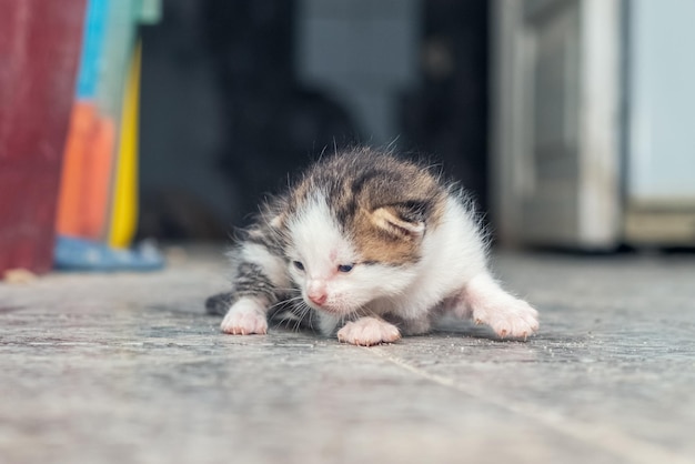 Um gatinho pequeno está aprendendo a andar em uma sala no chão