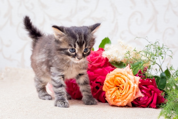 Um gatinho pequeno perto de um buquê de rosas. Parabéns pelo feriado