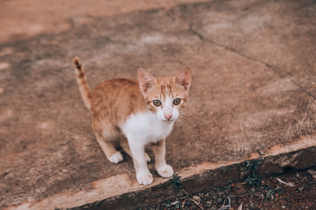 Foto um gatinho perdido sentado em uma passarela