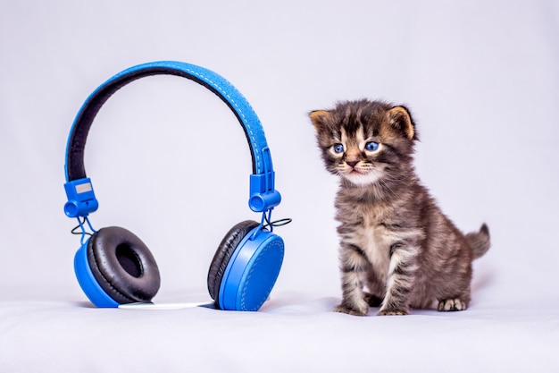 Um gatinho perto de fones de ouvido