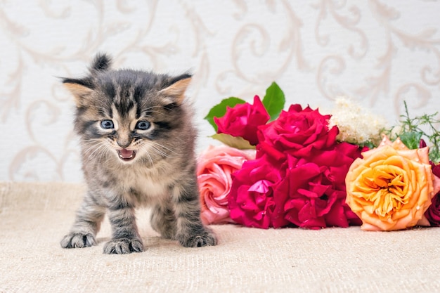 Um gatinho perto de um buquê de flores. Parabéns pelo feriado. Rosas para o aniversário_