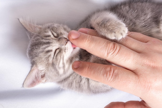 Um gatinho recém-nascido cego dorme nas mãos de um homem em uma cama branca vista superior o gatinho lambe o dedo do homem com a língua cuidando do conceito de animais de estimação